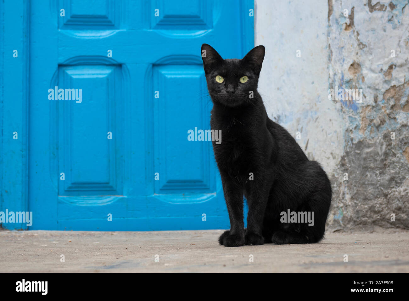 Black cat sitting in front of a blue door watching people passing by Stock Photo