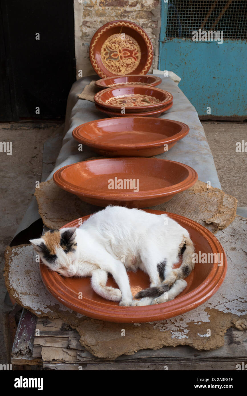 Calico cat sleeping in a ceramic tagine dish at the market in Asilah Stock Photo