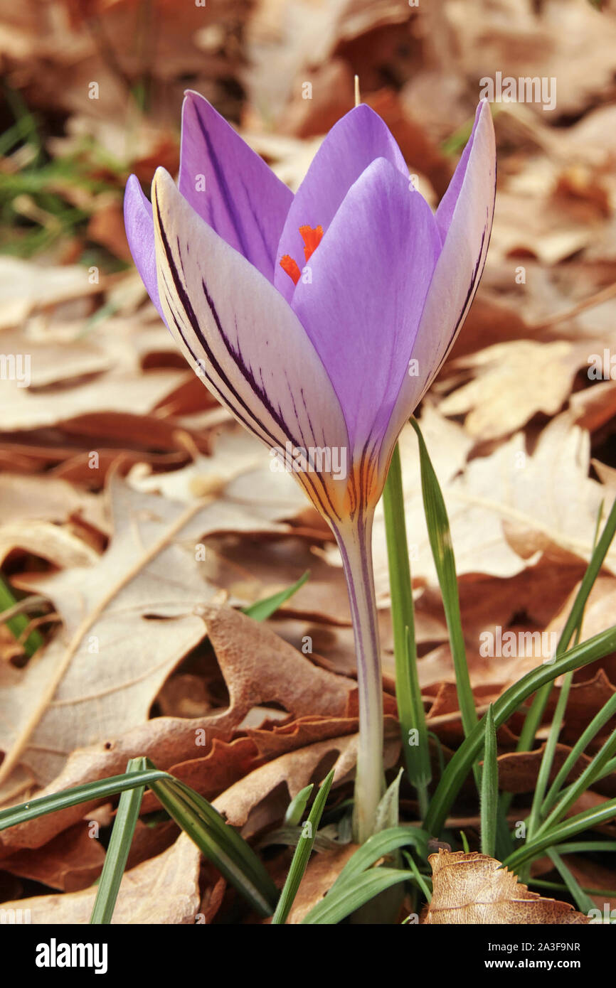 plant of silvery crocus in full blooming Stock Photo