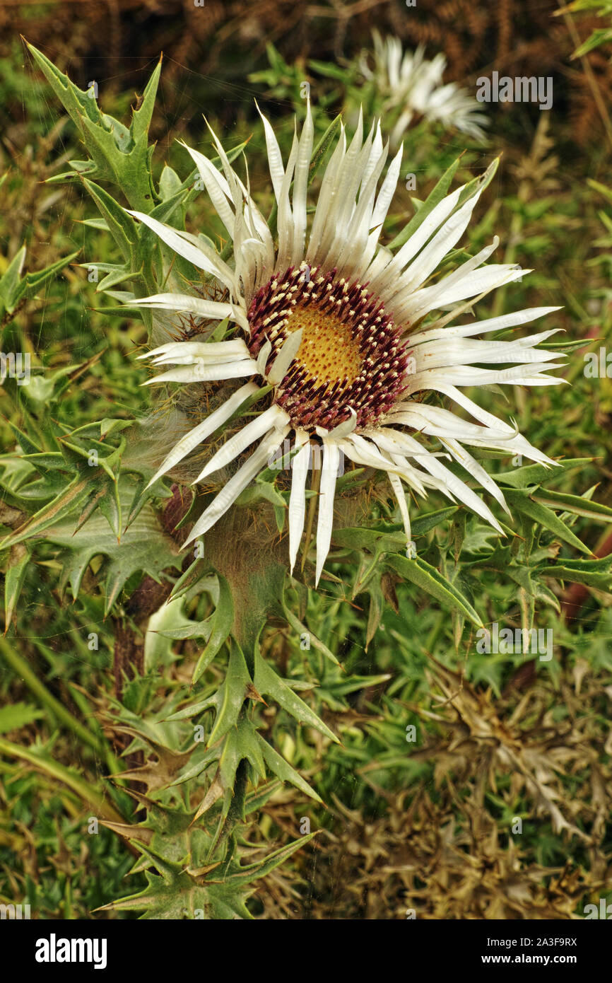 silver thistle, flower and spiny leaves Stock Photo