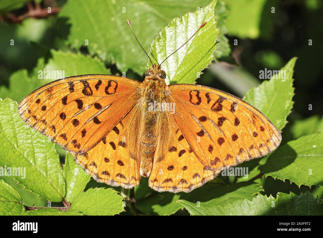 butterfly, male silver-washed fritillary Stock Photo