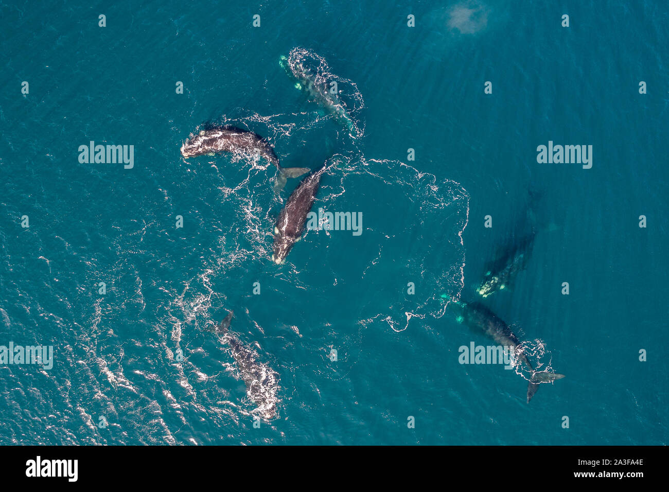 Blue whale calf aerial hi-res stock photography and images - Alamy
