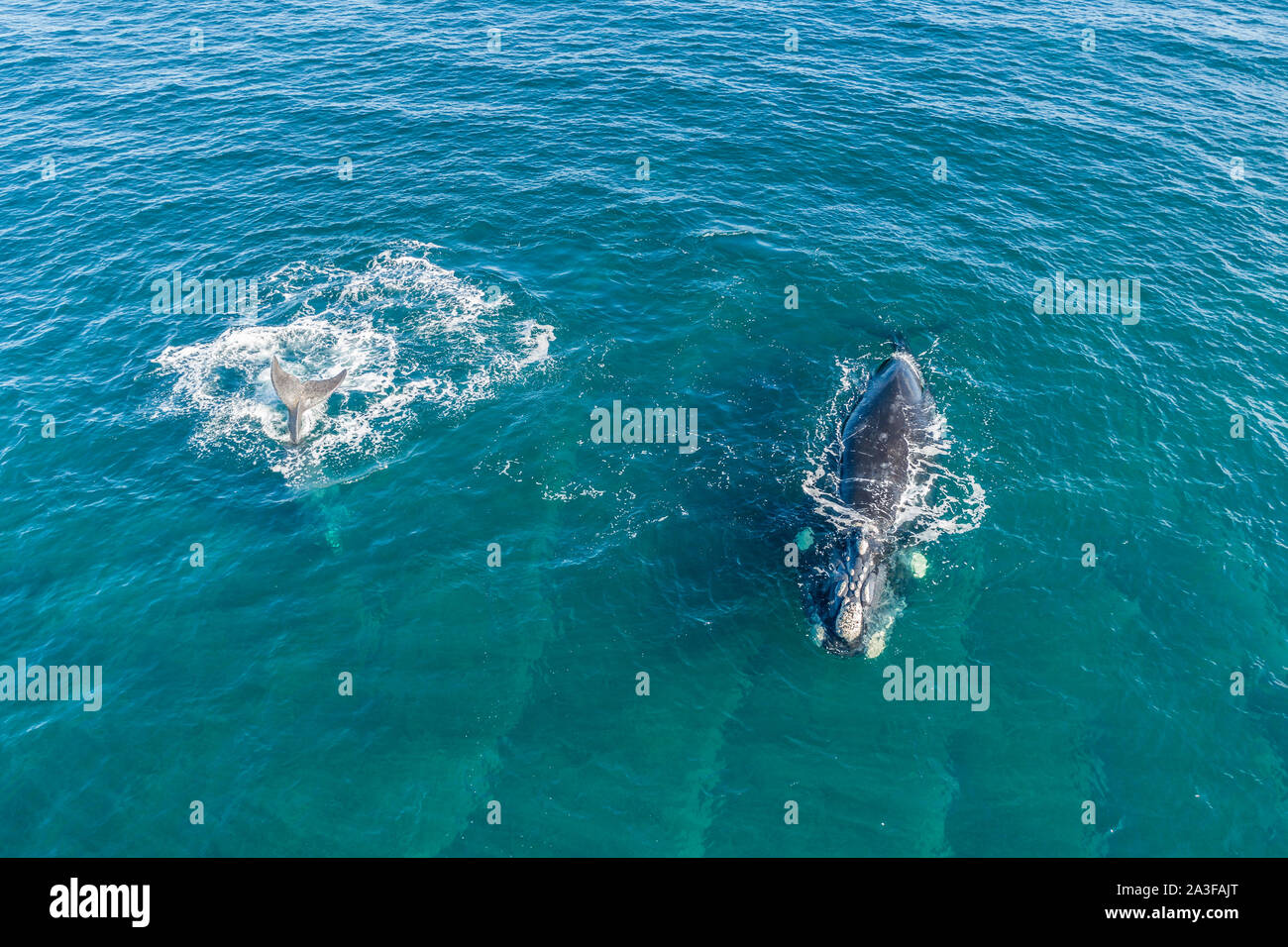 Blue whale calf aerial hi-res stock photography and images - Alamy