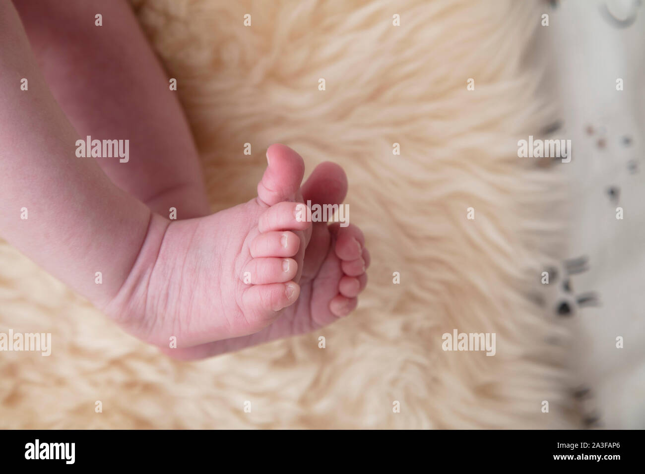 close up of cute baby toes on a fur background. Stock Photo