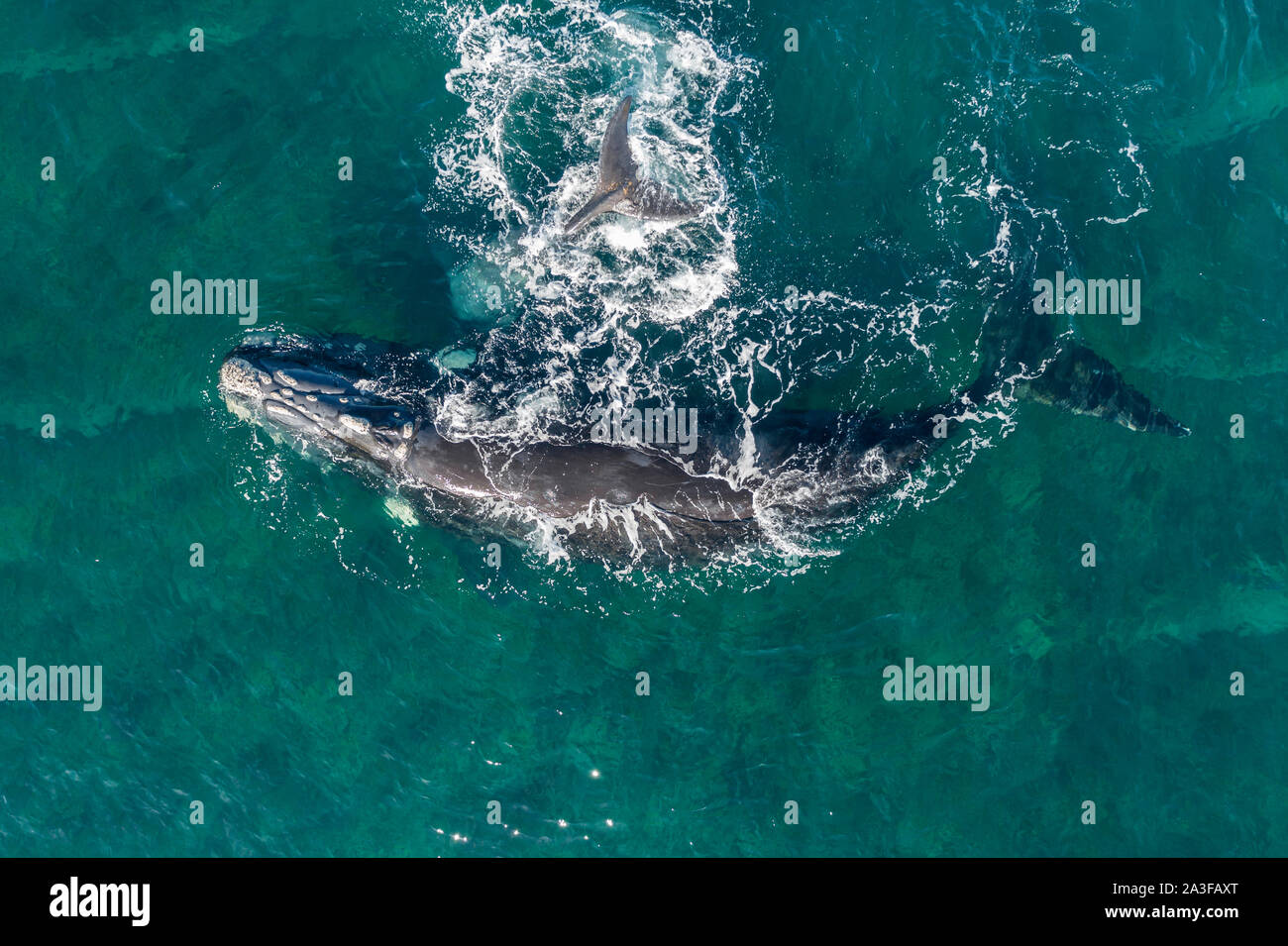 Blue whale calf aerial hi-res stock photography and images - Alamy