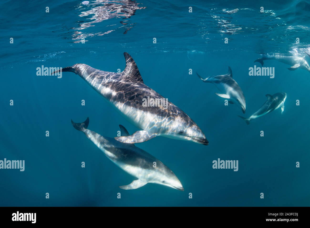 Pod of dusky dolphins, Lagenorhynchus obscurus, near the surface, Nuevo Gulf, Valdes Peninsula, Argentina. Stock Photo