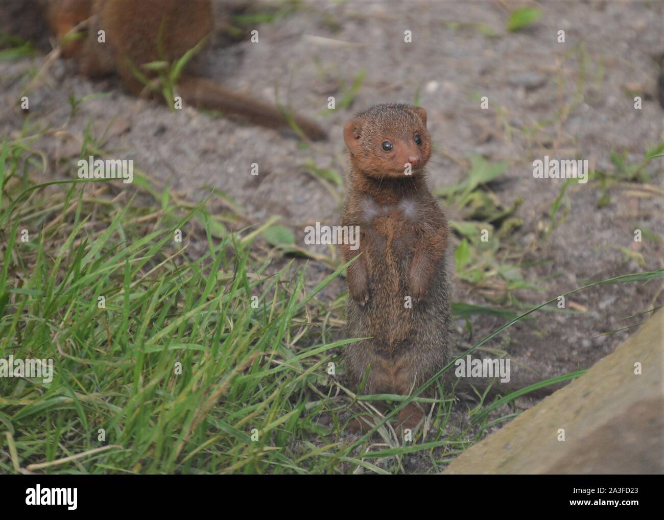 Baby Mongoose High Resolution Stock Photography And Images Alamy