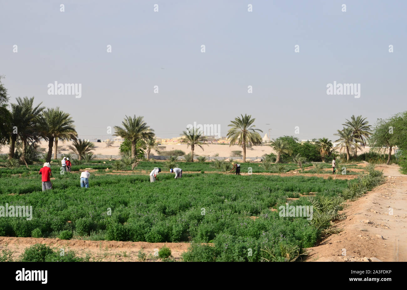 Farm workers, Qatar Stock Photo