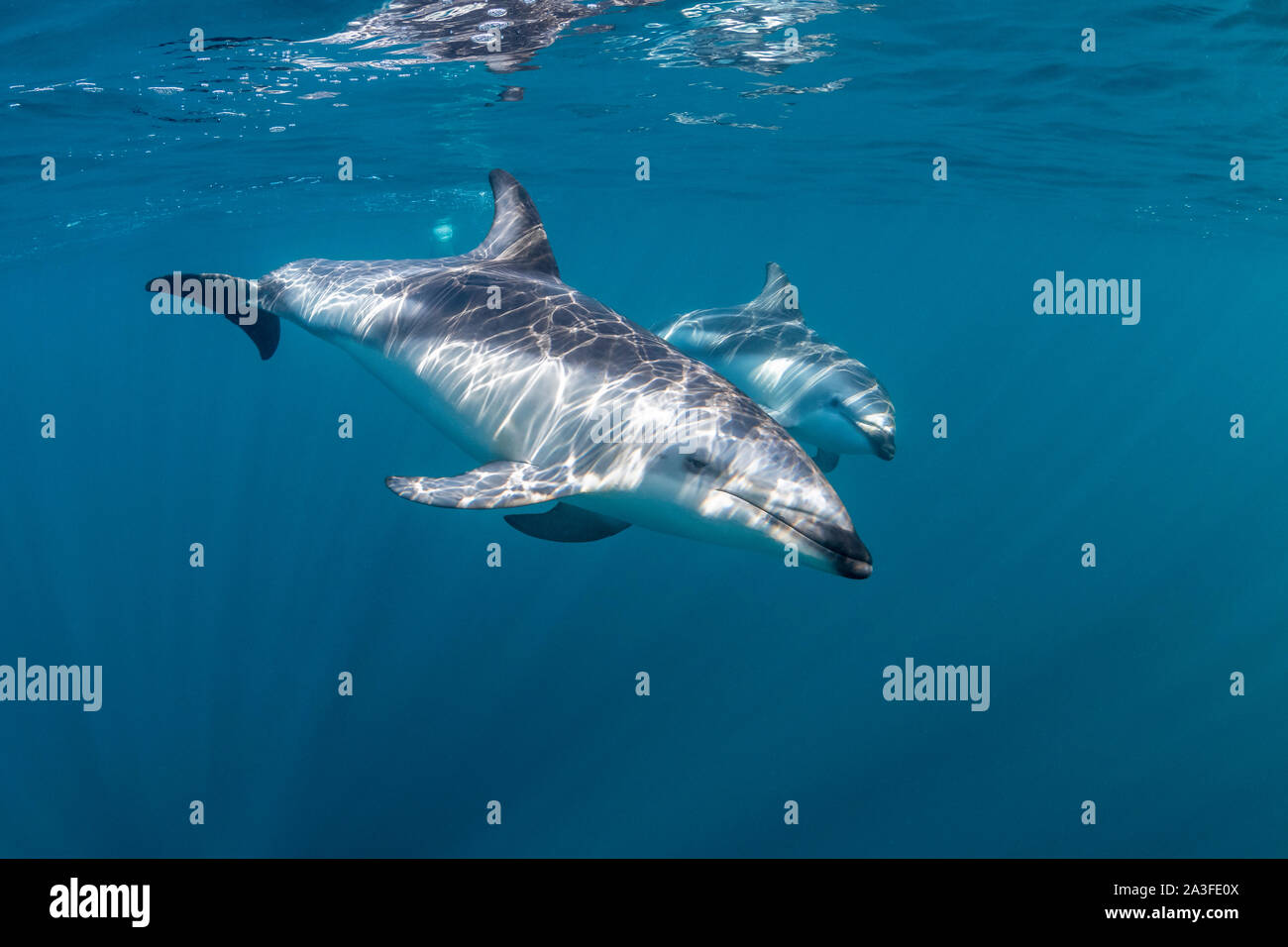 Pod of dusky dolphins, Lagenorhynchus obscurus, near the surface, Nuevo Gulf, Valdes Peninsula, Argentina. Stock Photo