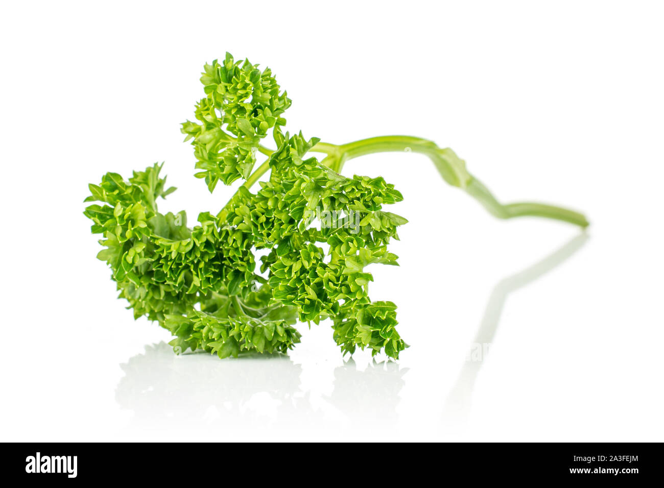 One whole fresh green parsley front focus isolated on white background ...