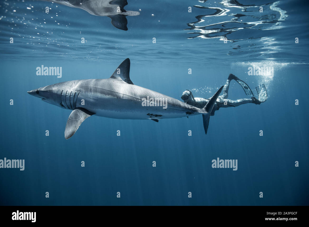 NEW ZEALAND: Mako Sharks are Elliott's favourite. HEART-STOPPING footage captures the moment a TWELVE-FOOT shark BITES a boat in an aggressive display Stock Photo