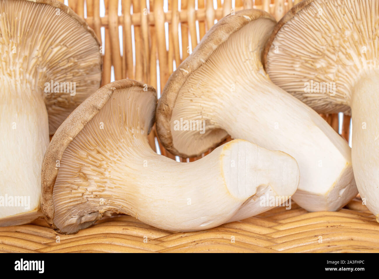 Group of four whole fresh creamy king trumpet mushroom with braided