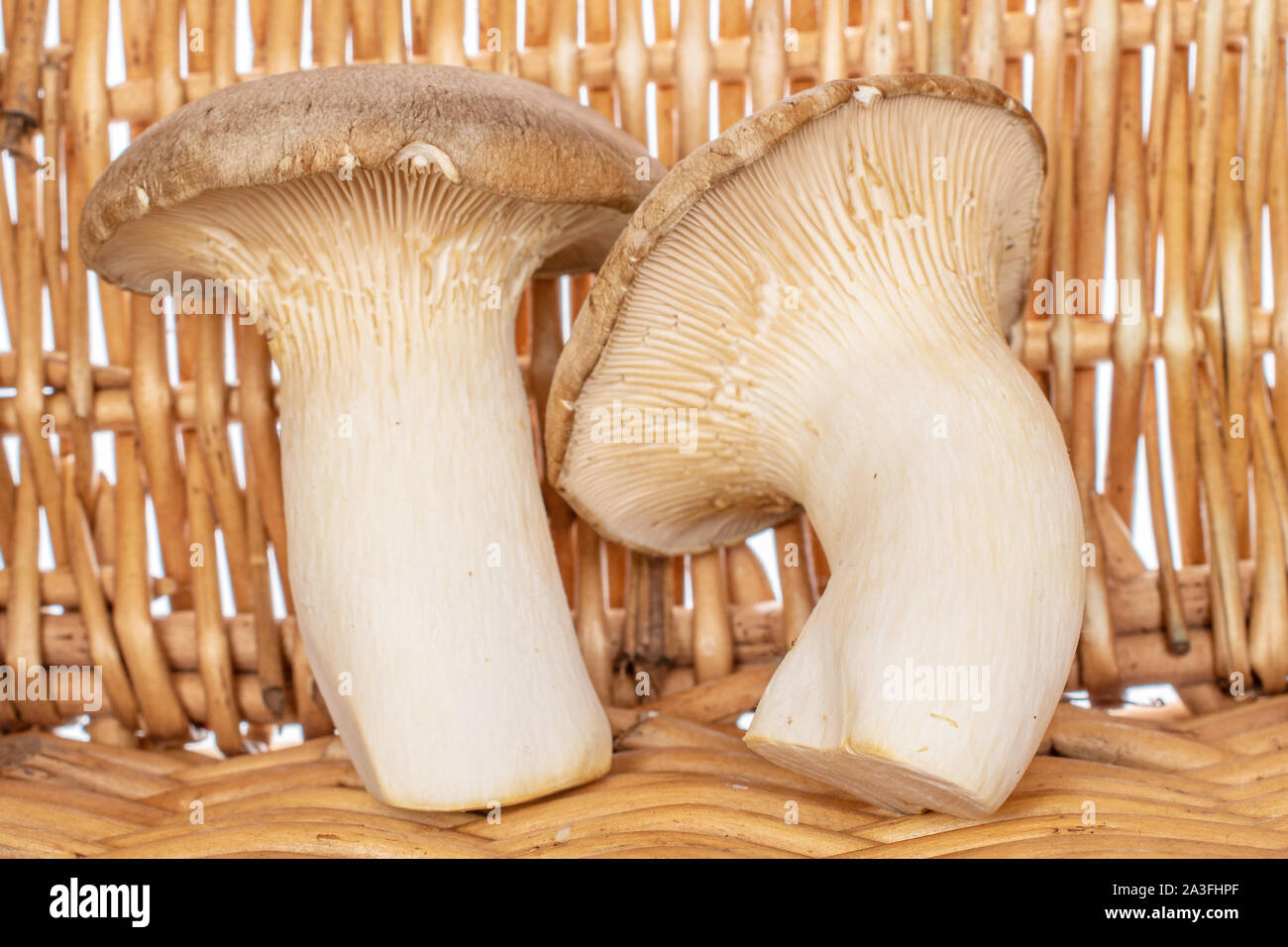 Group of two whole fresh creamy king trumpet mushroom with braided