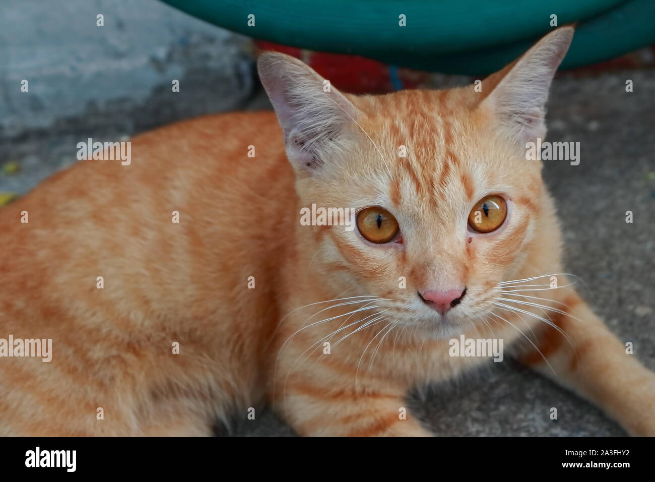 Closeup eyes of cute ginger cat relaxing on cement floor and making eye