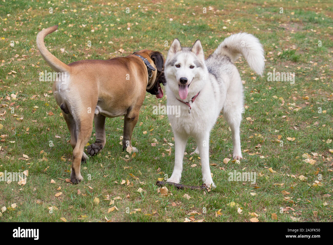 bullmastiff x husky