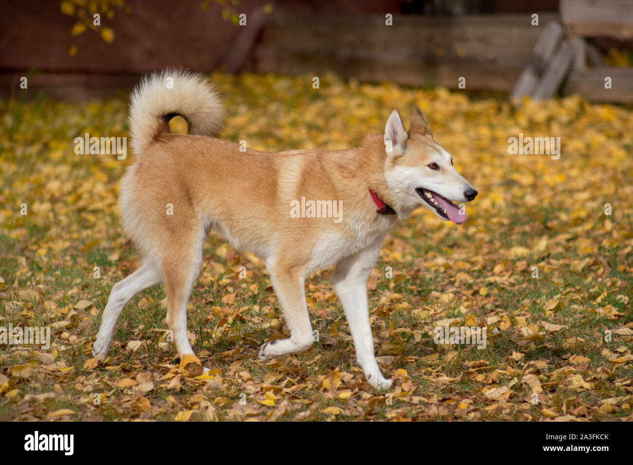 Cute West Siberian Laika Is Running On A Grass In The Autumn Park Pet Animals Purebred Dog Stock Photo Alamy