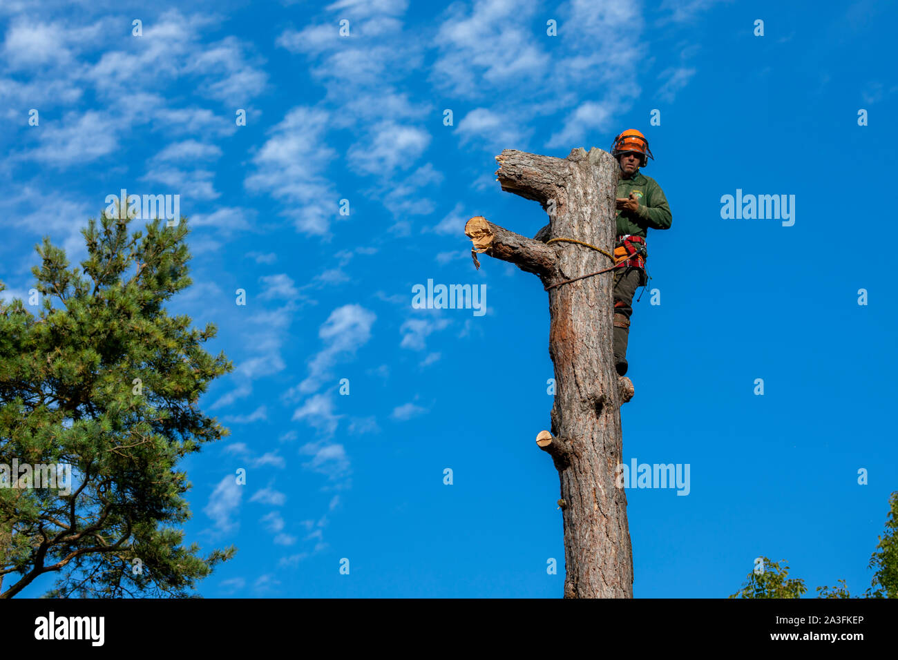 A male tree surgeon or arborist tethered to a large tree whilst cutting it with a chainsaw with a blue sky background, Wales, UK Stock Photo