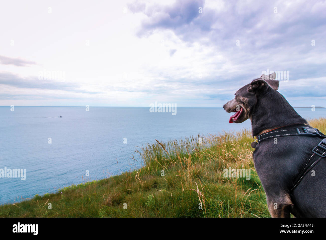 Dog on Cliff Looking out to the Ocean Stock Photo