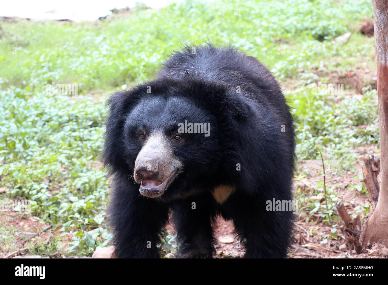 black bear in a zoo Stock Photo - Alamy