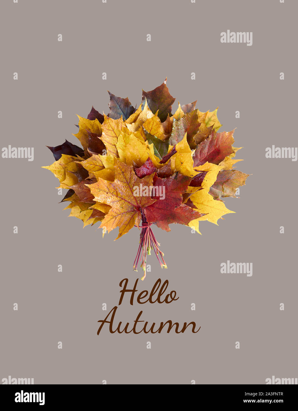 Autumn herbarium leaf craft hi-res stock photography and images - Alamy