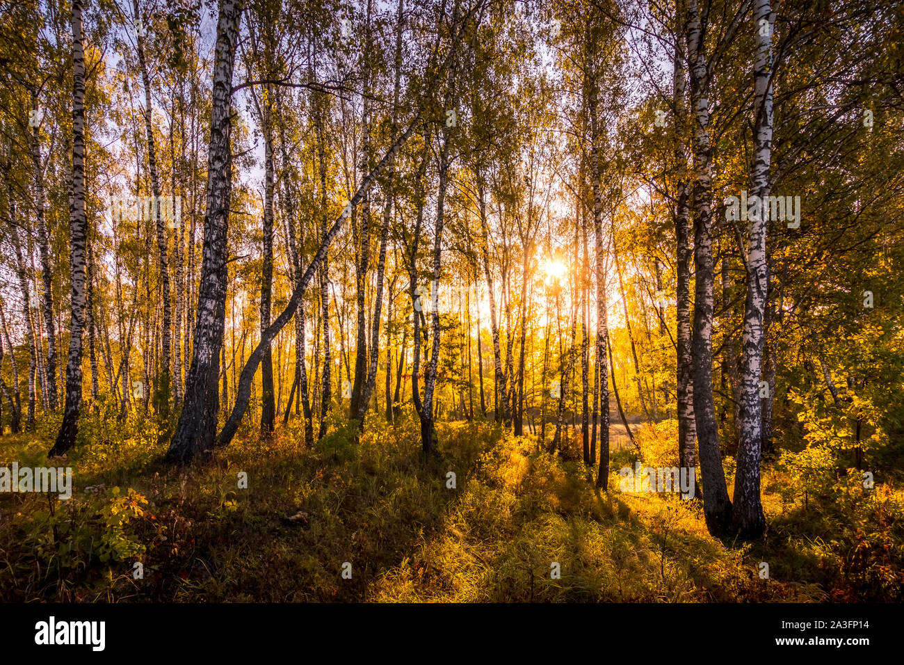 A scene of sunrise in a birch forest with yellow leaves on a sunny ...