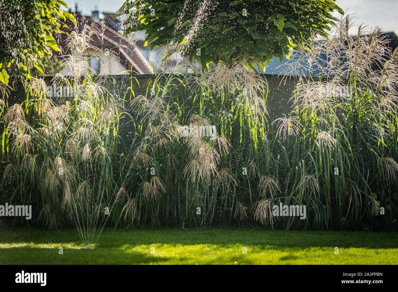 Ornamental Grasses in Modern Residential Garden. Underground Backyard