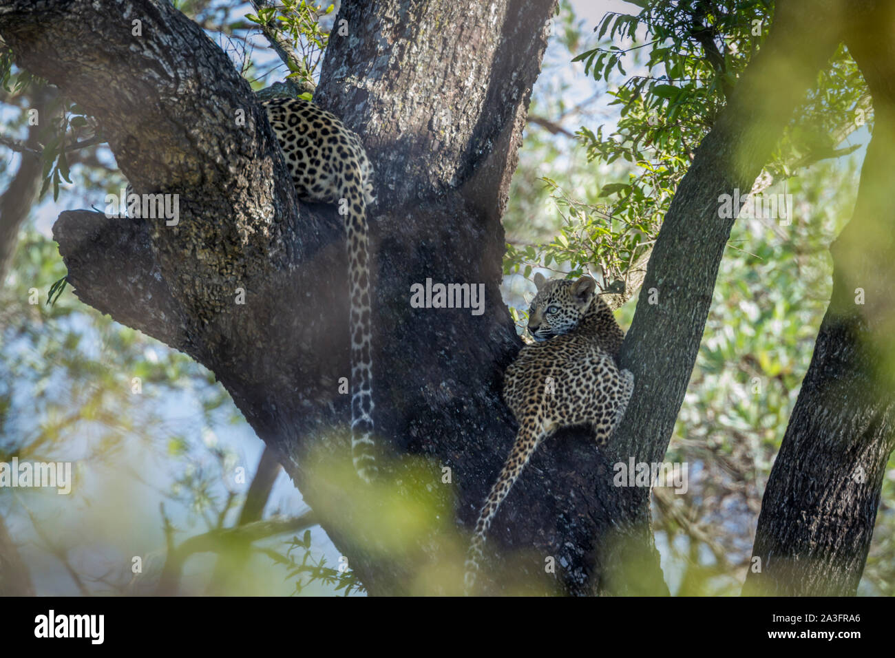 Two young Leopard lying down in a tree in Kruger National park, South ...