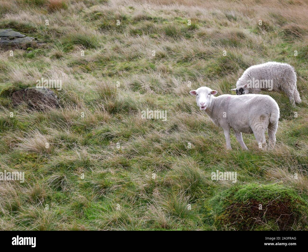 Sheep grazing on the pennine moors in wind and rain high above Marsden Huddersfield Yorkshire England Stock Photo