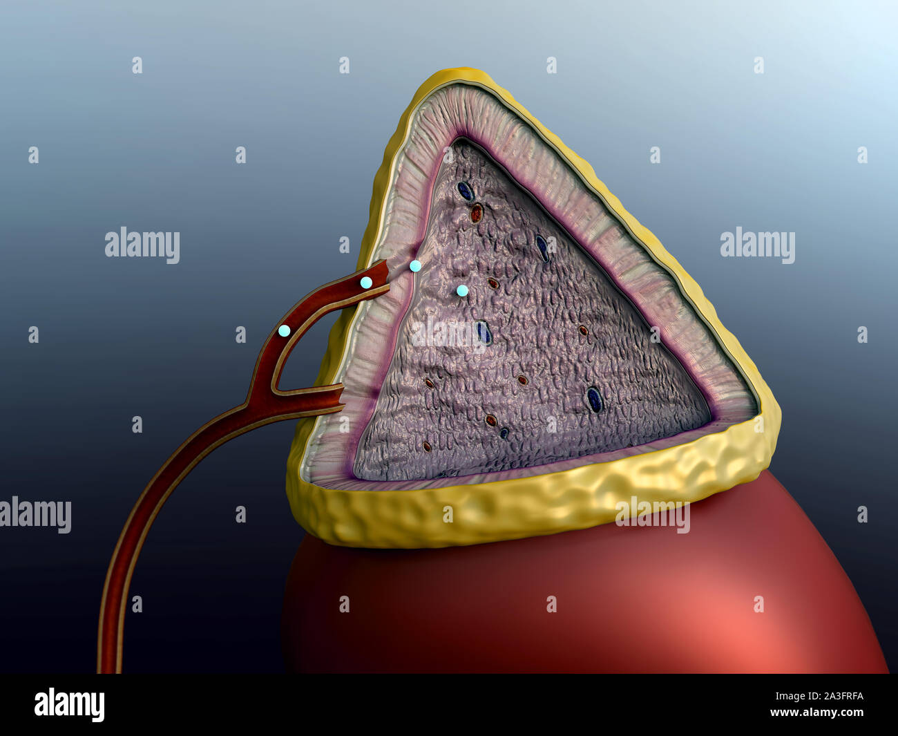 erythrocytes and adrenaline in the blood vessels, adrenal gland