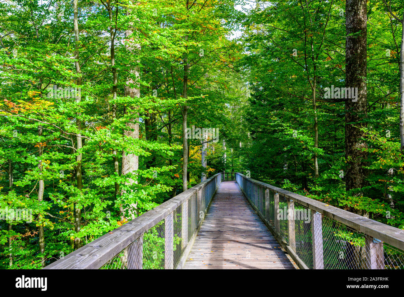 Treetop walk in Black Forest with 40m high Lookout tower located at