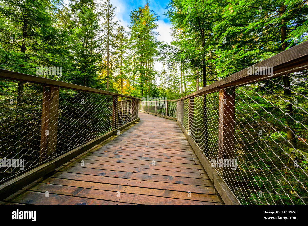 Treetop walk in Black Forest with 40m high Lookout tower located at