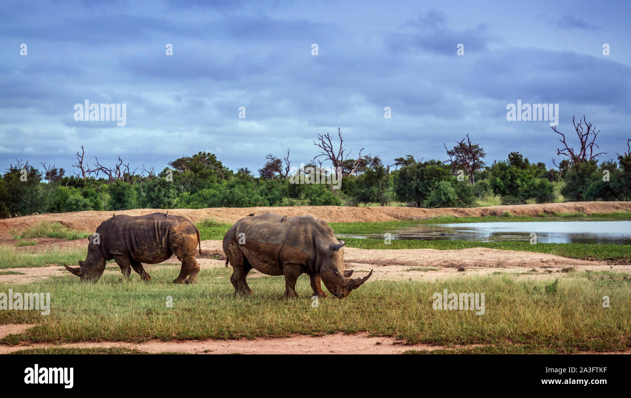 Two Southern white rhinoceros by waterhole in Hlane royal National park, Swaziland ; Specie Ceratotherium simum simum family of Rhinocerotidae Stock Photo