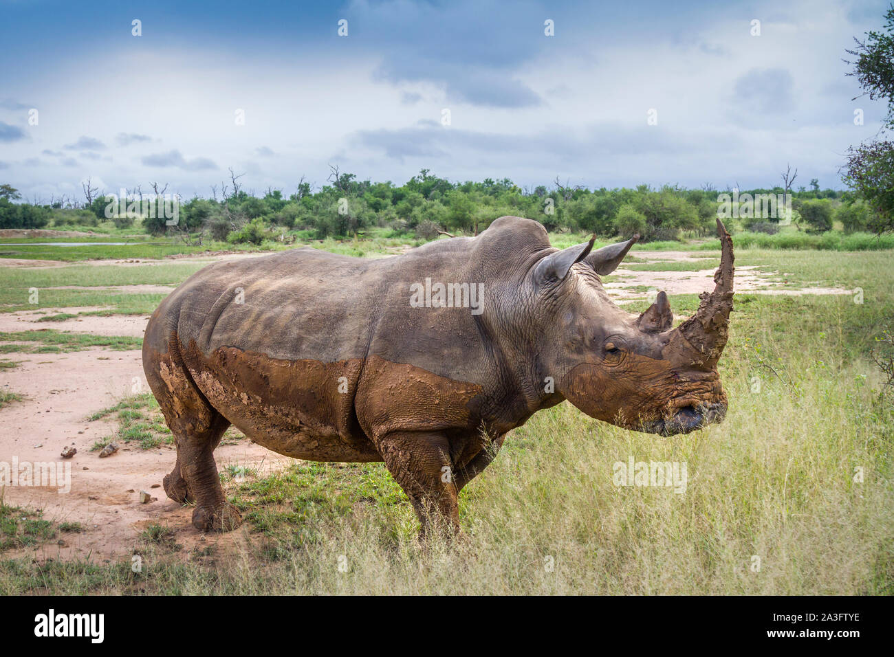 Southern white rhinoceros in wide angle view in Hlane royal National park, Swaziland ; Specie Ceratotherium simum simum family of Rhinocerotidae Stock Photo