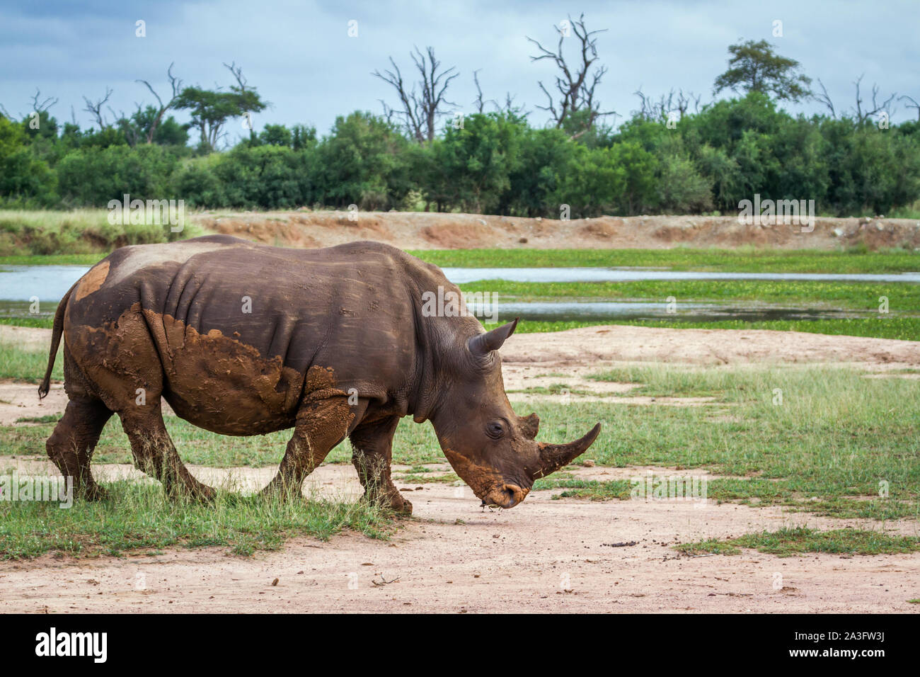 Southern white rhinoceros walking in Hlane royal National park scenery, Swaziland ; Specie Ceratotherium simum simum family of Rhinocerotidae Stock Photo