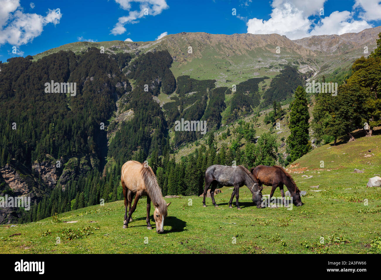 Horses in mountains. Himachal Pradesh, India Stock Photo