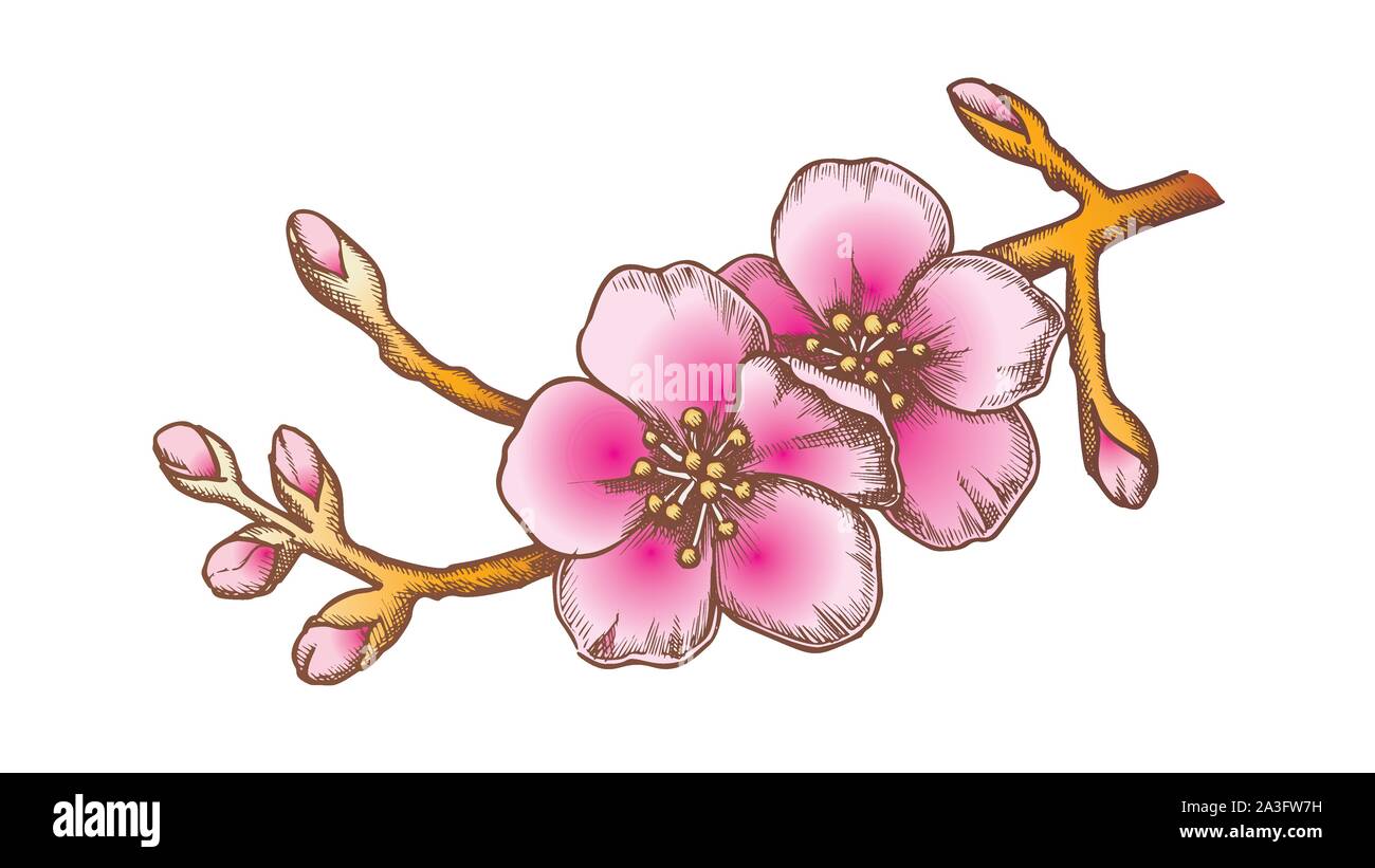 Sakura National China Garden Tree Color Vector Stock Vector Image & Art ...