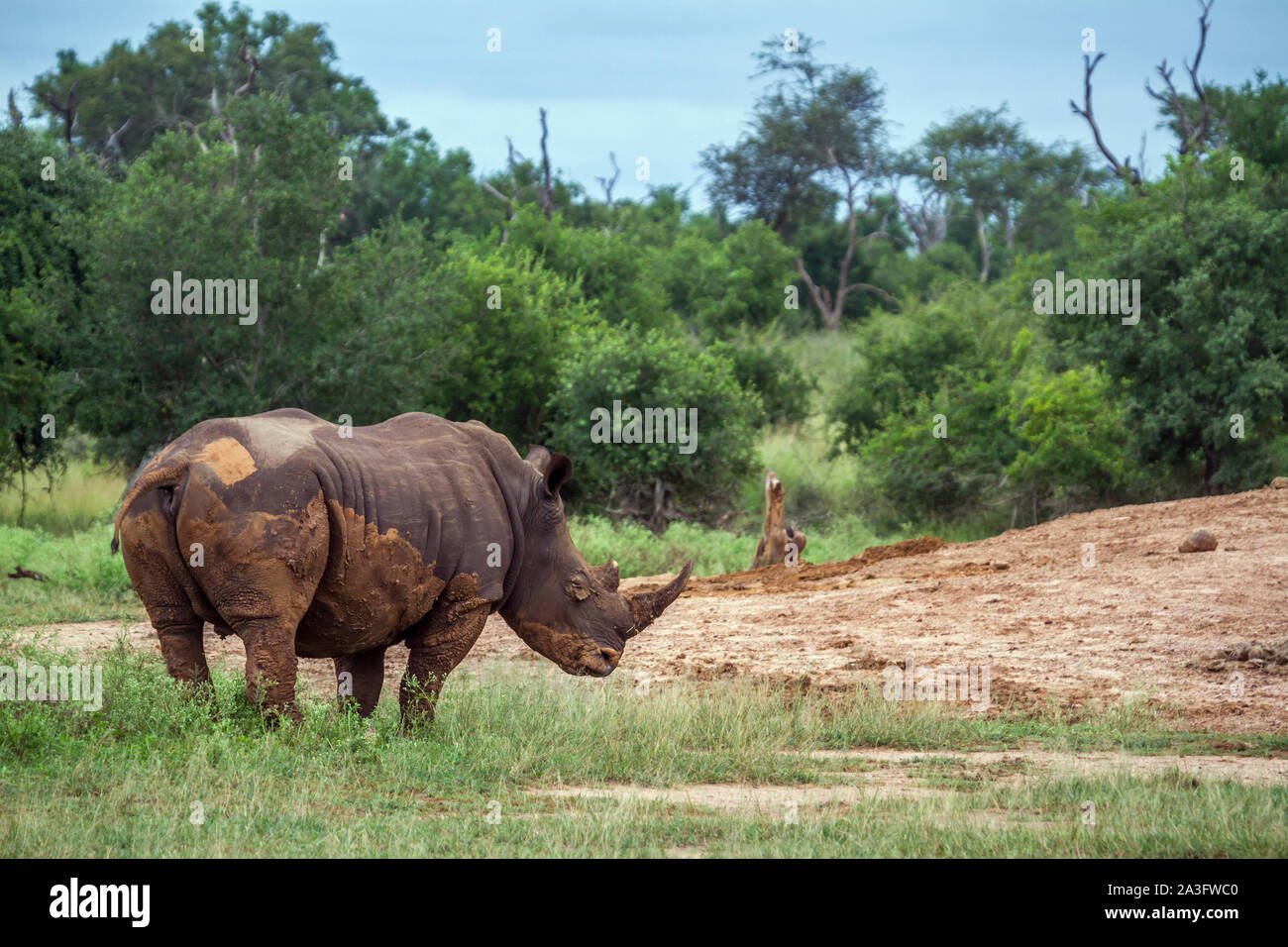 Southern white rhinoceros in Hlane royal National park, Swaziland scenery; Specie Ceratotherium simum simum family of Rhinocerotidae Stock Photo
