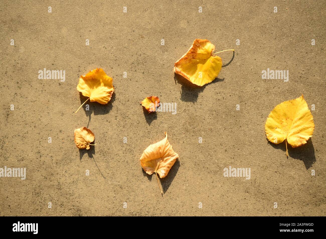 Yellow leaves on the ground in the fall season Stock Photo - Alamy