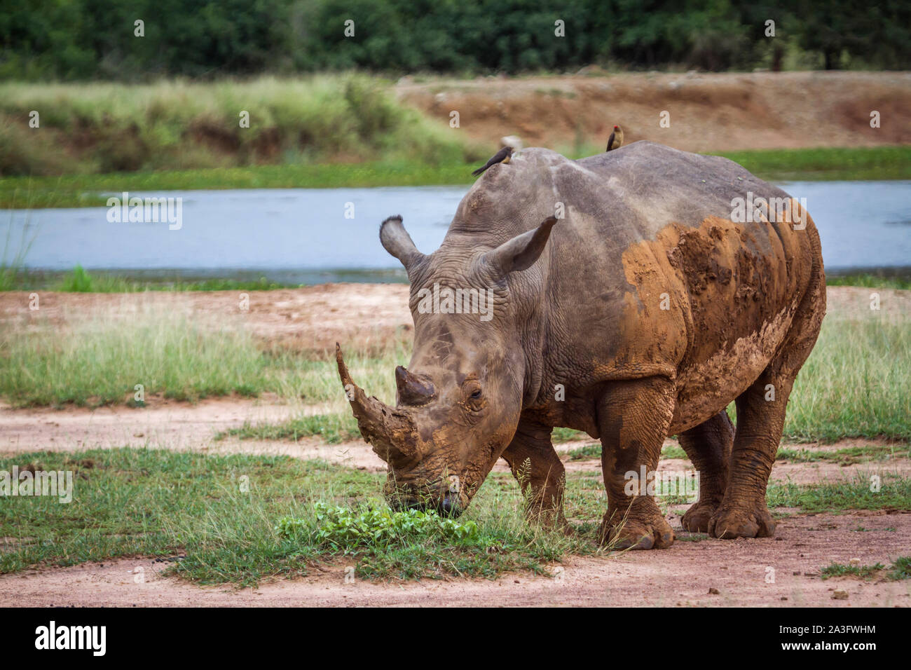 Southern white rhinoceros in Hlane royal National park, Swaziland ; Specie Ceratotherium simum simum family of Rhinocerotidae Stock Photo