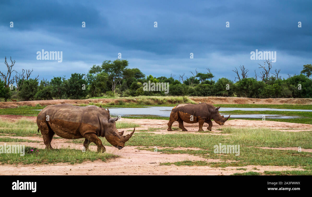 Two Southern white rhinoceros walking in Hlane royal National park scenery, Swaziland; Specie Ceratotherium simum simum family of Rhinocerotidae Stock Photo
