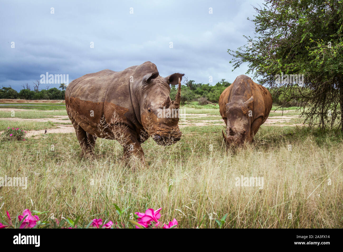 Two Southern white rhinoceros in wide angle view in Hlane royal National park, Swaziland scenery; Specie Ceratotherium simum simum family of Rhinocero Stock Photo