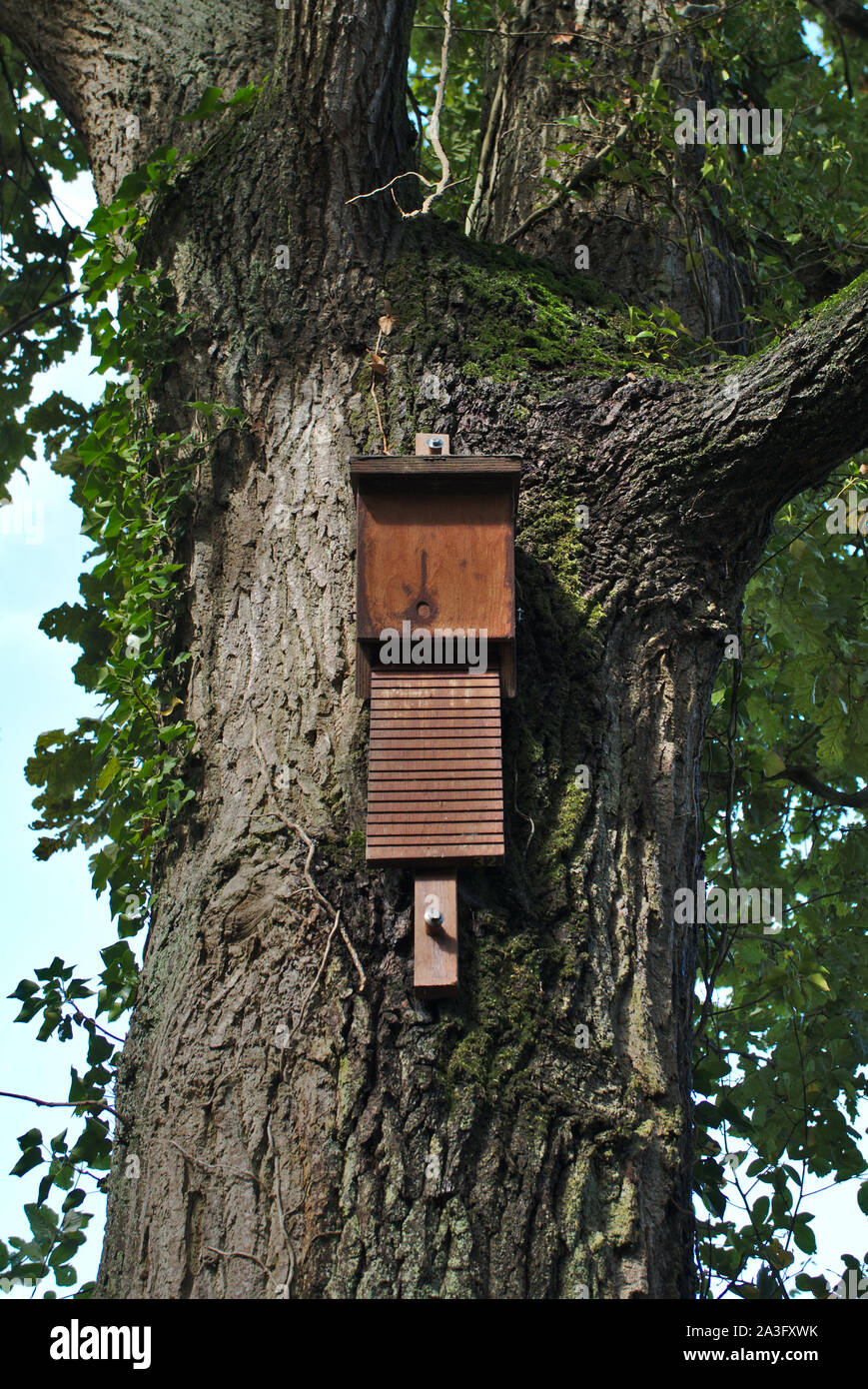 Bat box in tree. Netherlands Stock Photo Alamy
