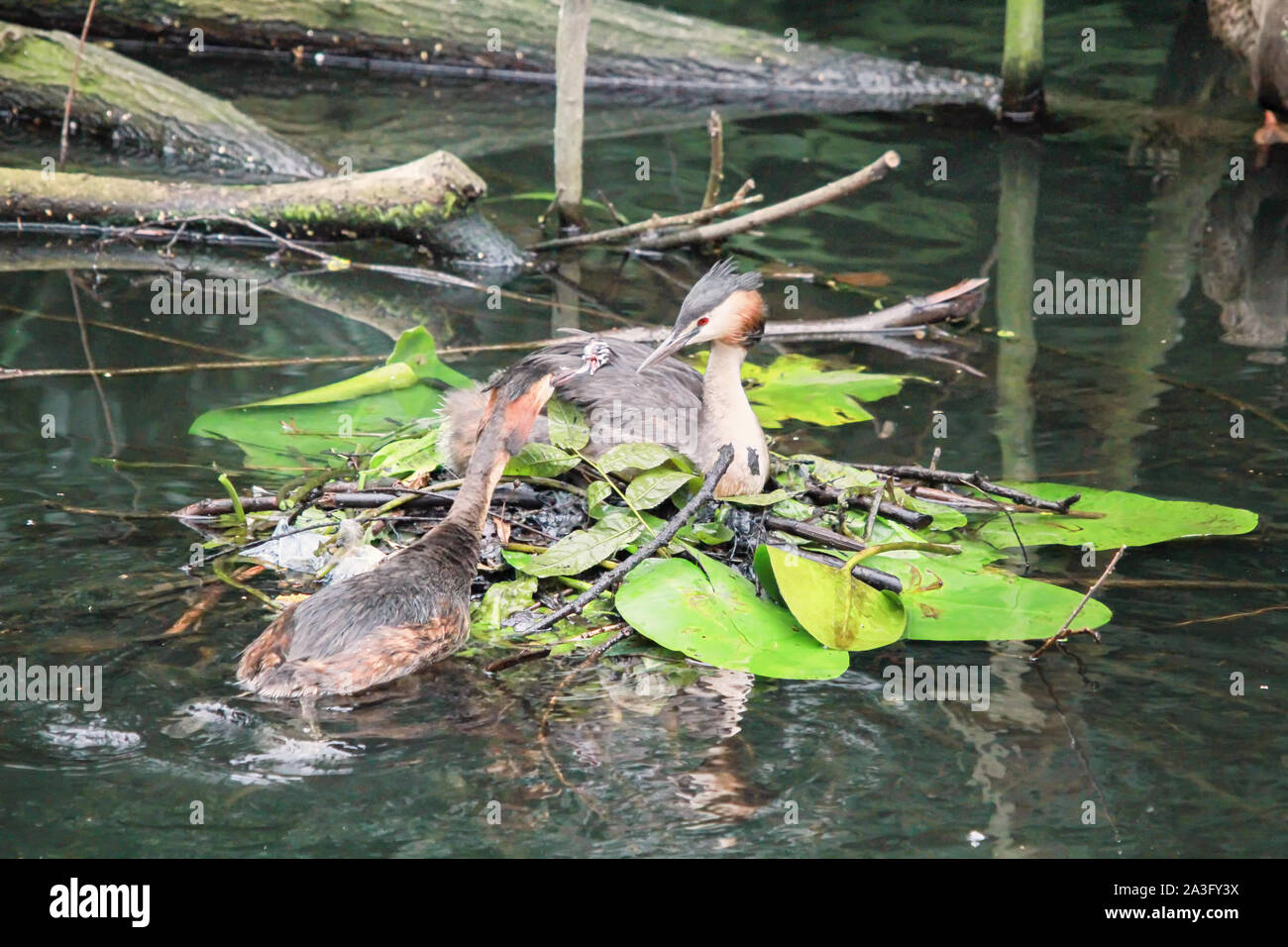 great crested grebe family in floating nest Stock Photo