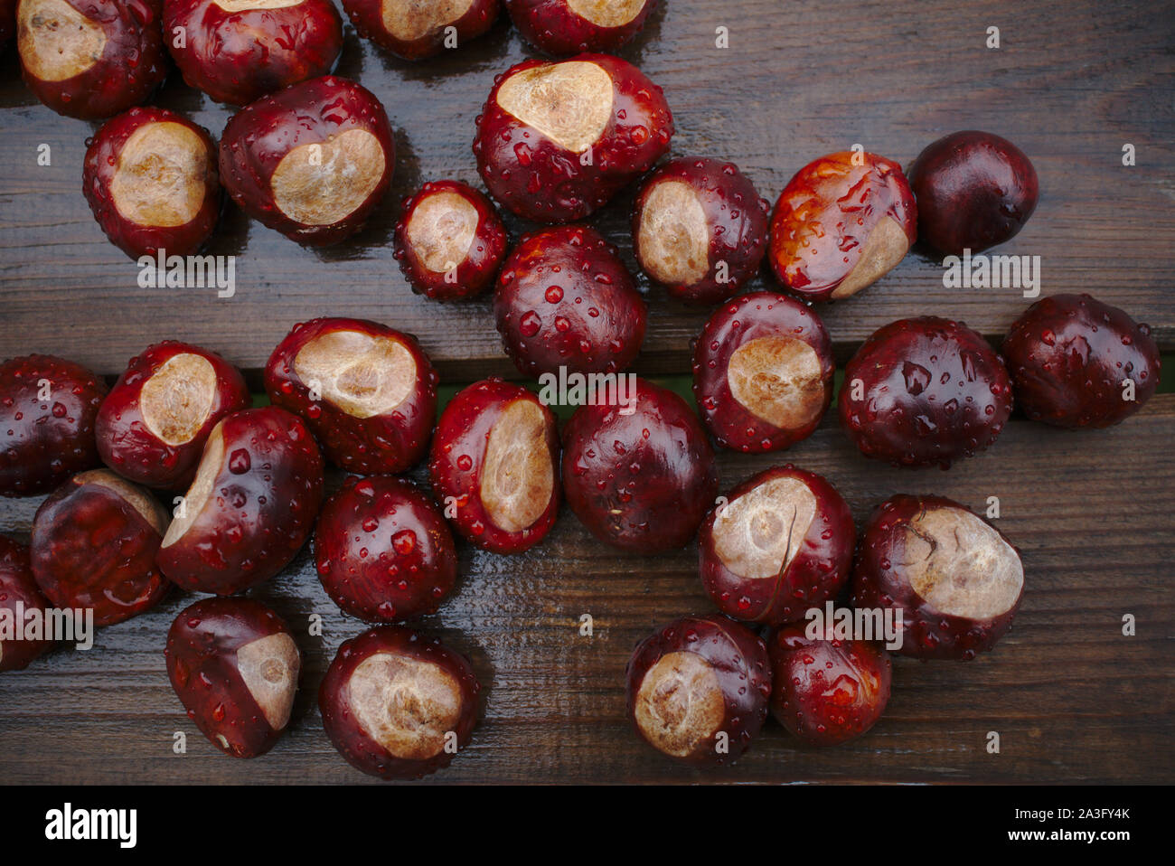 Horse chestnut Aesculus hippocastanum fruits on table. Stock Photo