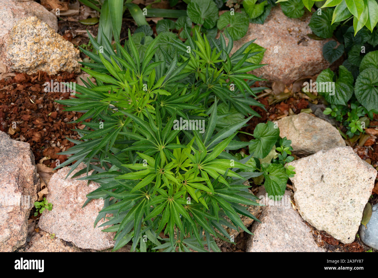 An attractive plant in a rock garden Stock Photo