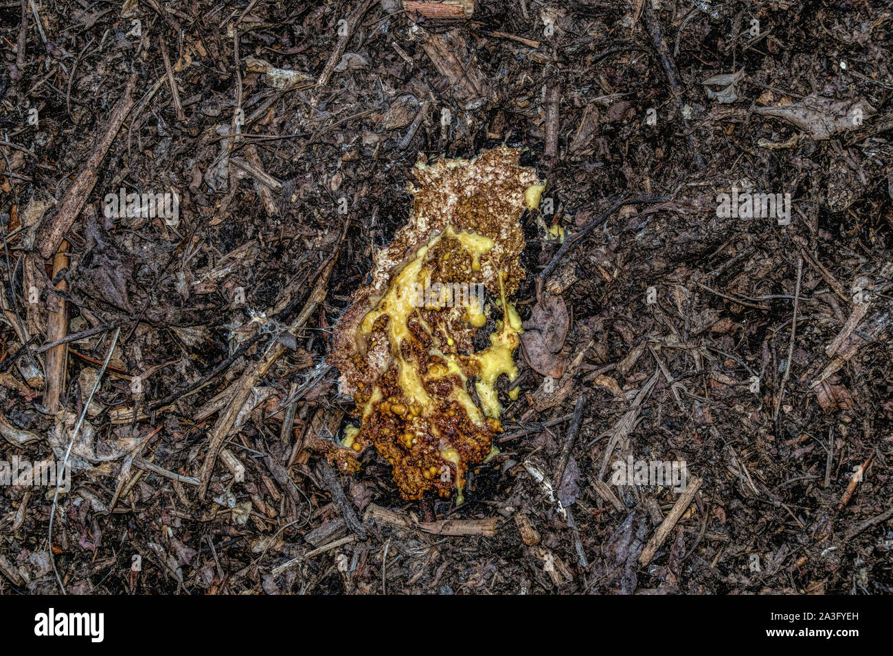 Closeup of a type of Slime Mould which suddenly appeared on a compost heap Stock Photo