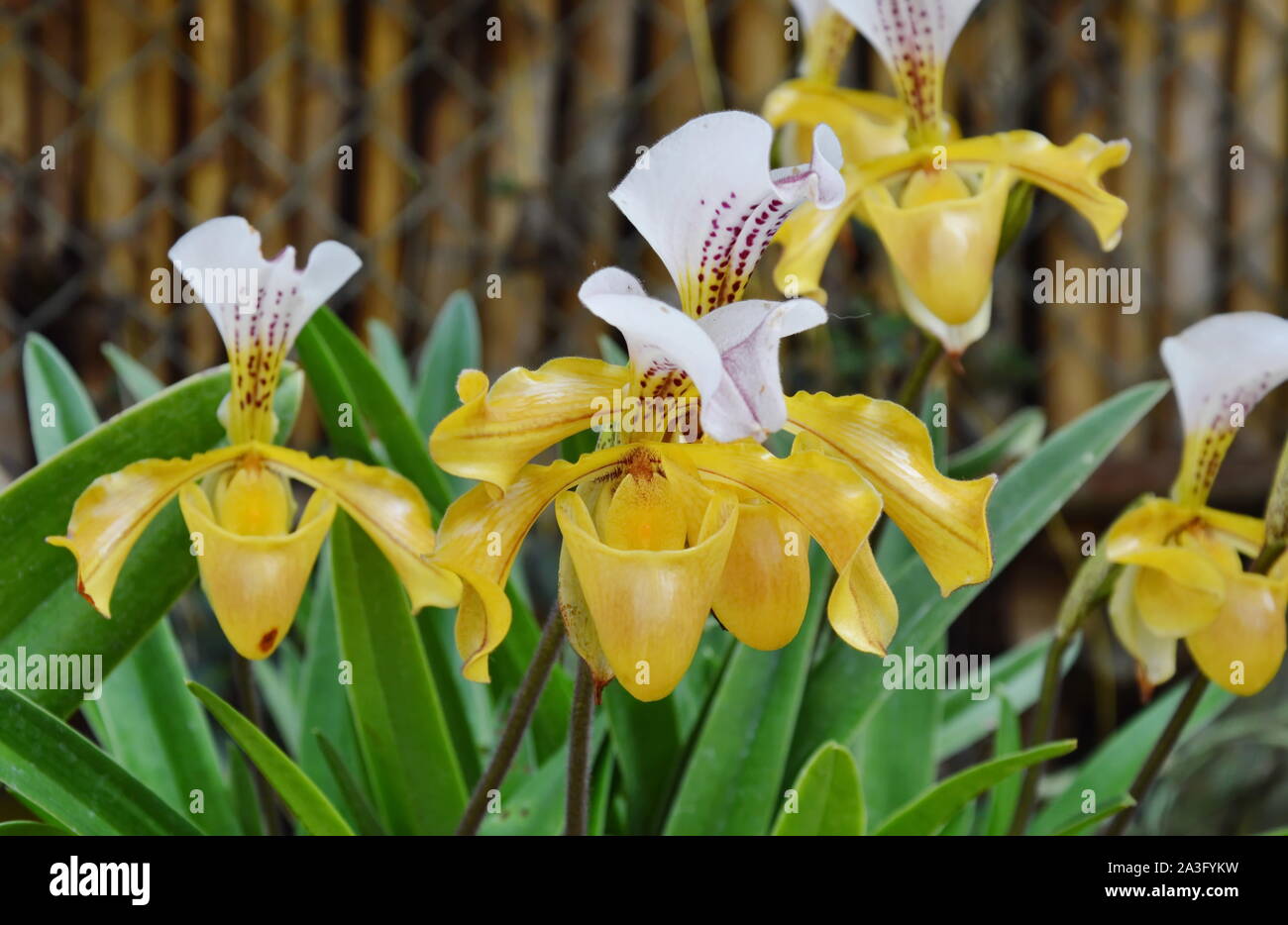 lady slipper orchid blooming in garden Stock Photo
