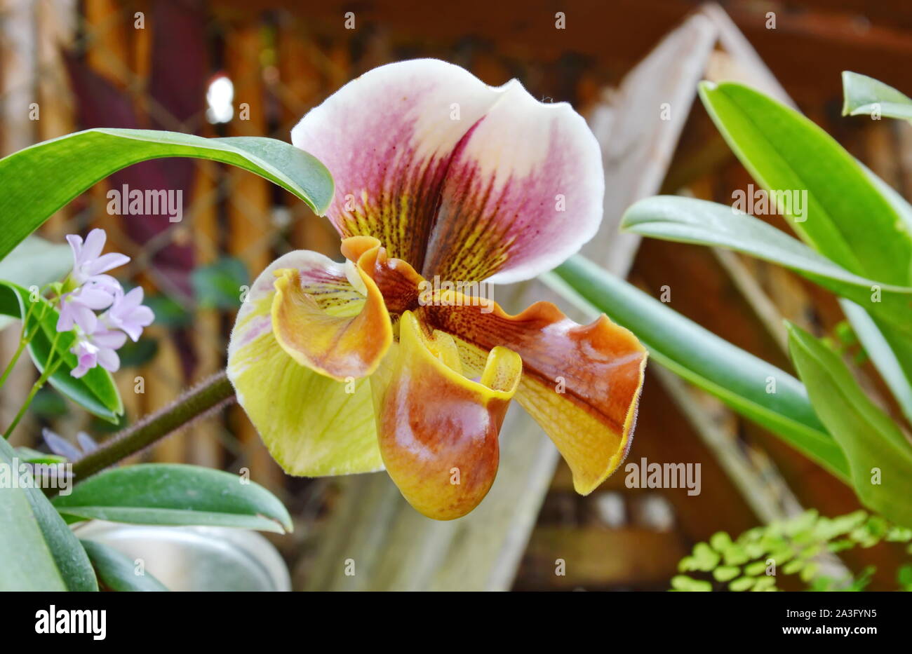 lady slipper orchid blooming in garden Stock Photo