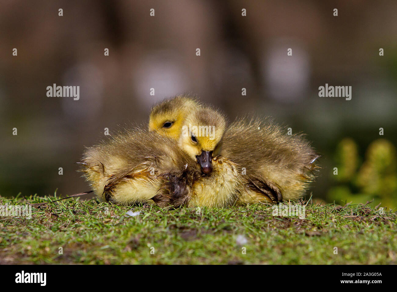 pair of wet baby canada geese Stock Photo