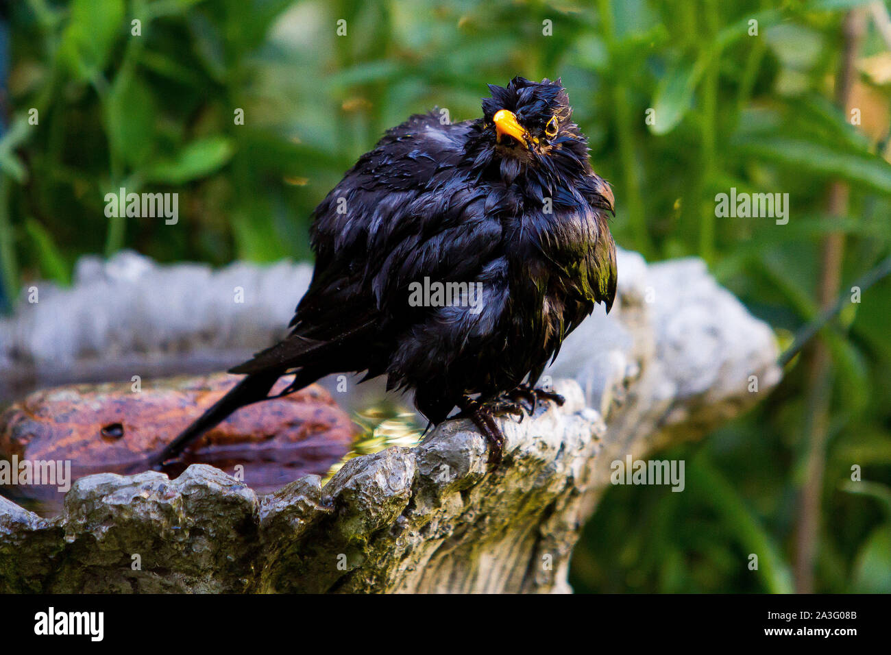 Blackbird after a bath in the birdbath Stock Photo